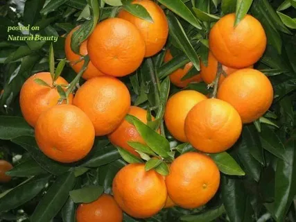 قیمت خرید کنسانتره نارنگی وارداتی + فروش ویژه